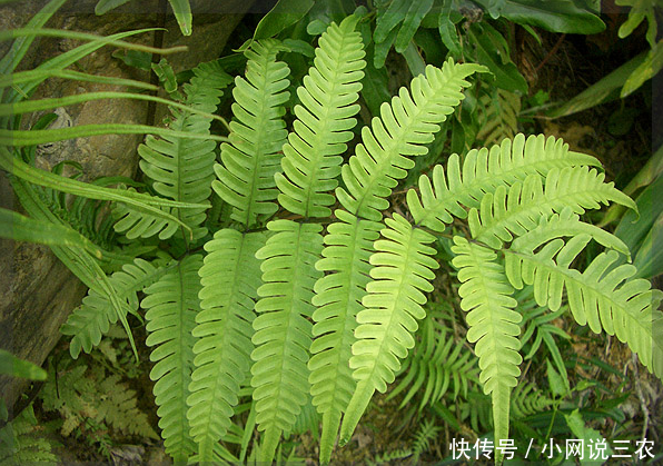 农村野菜香,这几种野菜可以治疗气虚乏力、体