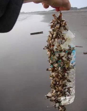 沙滩发现移动的塑料瓶,走近后查看被吓的头皮发麻!