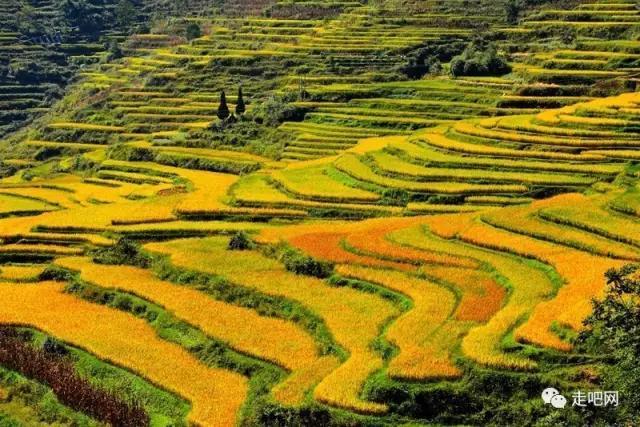 花田老百姓都在说句话:"梯田景观,全国前三."