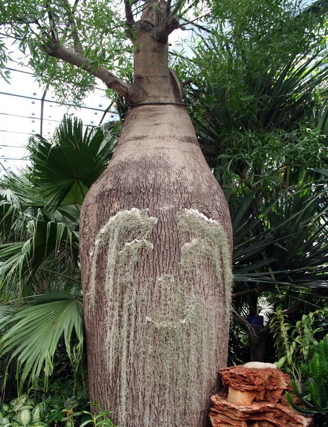 瓶子树长什么样子 t019c8209ed3b35bd3f.jpg?size=640x834