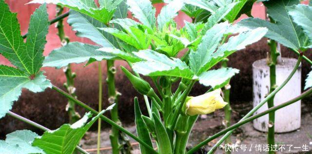 2018年种什么赚钱看看这个,比一般的蔬菜利润