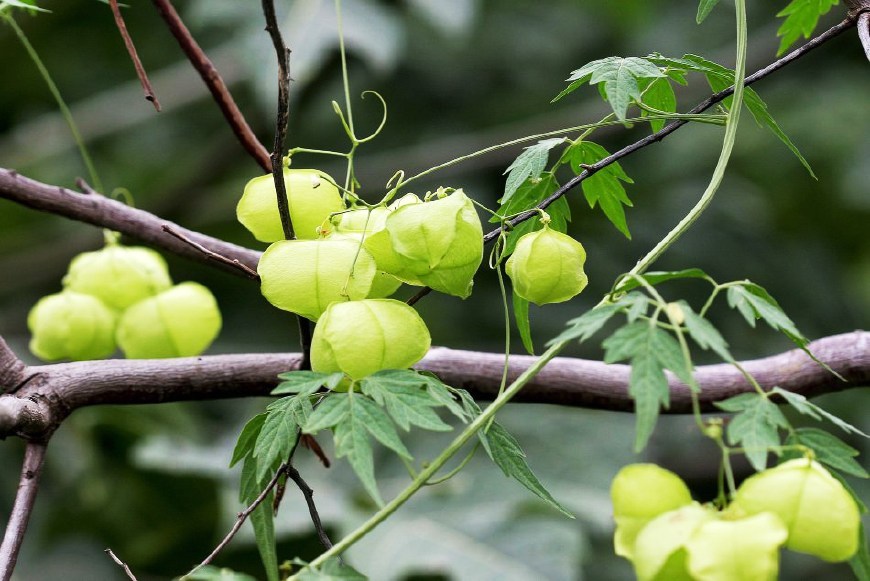 它在国外臭名昭著,人称鬼灯笼,农民很烦它,有