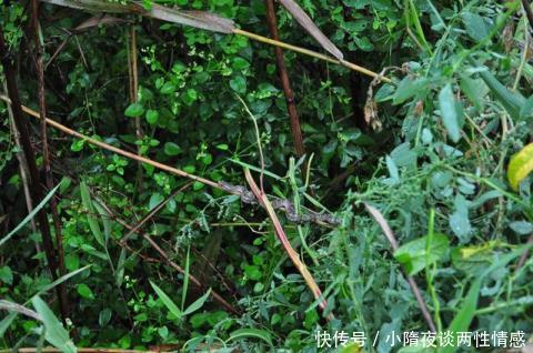 无人敢去的毒蛇岛是怎么形成的?