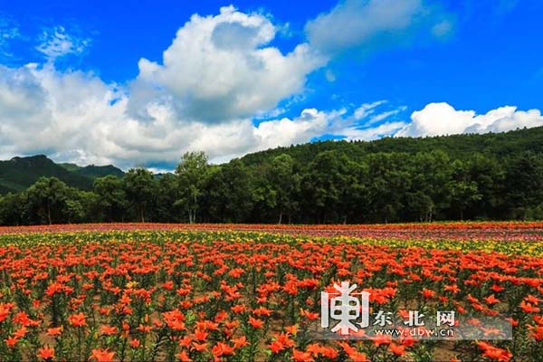 【早春走龙江】赴金山屯来一场原生态养生之旅
