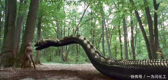 世界上最大的蛇,不是森蚺,在它面前黄牛都算小