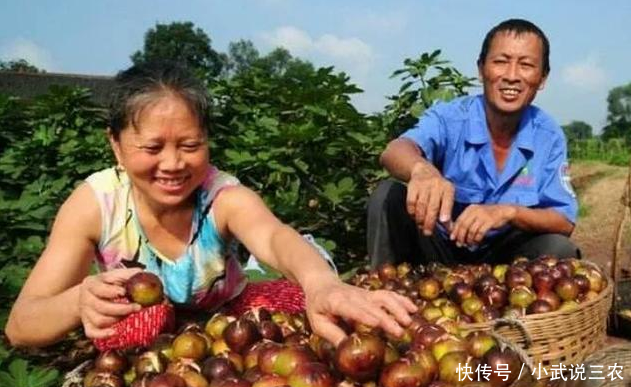 农民种植它一亩收入3万多元,儿子放弃工作回来帮忙!
