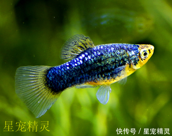 水族箱里小巧玲珑,越多越提高观赏性的月光鱼