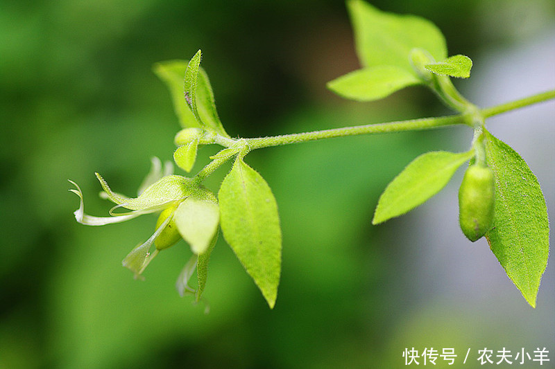 这种野草农民叫它狗筋蔓，可用于跌打损伤和风湿关节痛，建议收藏