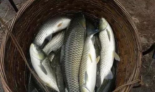 鱼多大了才喂饲料 t019f610882eec1206f.jpg