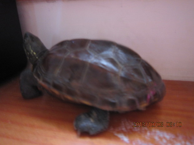 乌龟怎么样养 t019fbb8b0ecf377b62.jpg