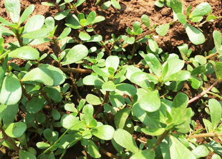 马齿苋的营养价值 女人吃马齿苋有什么好处