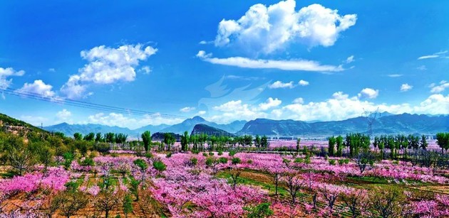 给行业活动换个脑子，首城汇景墅带客户上天看桃花!