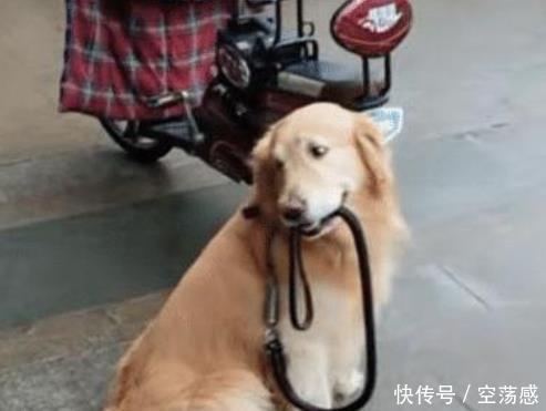 主人进超市买东西,让狗自己待在外头,网友:又是别人家的狗 澳门银河游戏官网