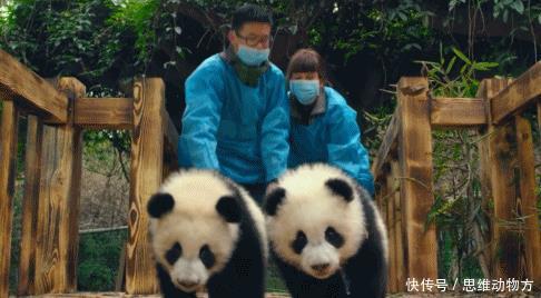 大熊猫日常呆萌搞笑合集 终于明白它们有市无