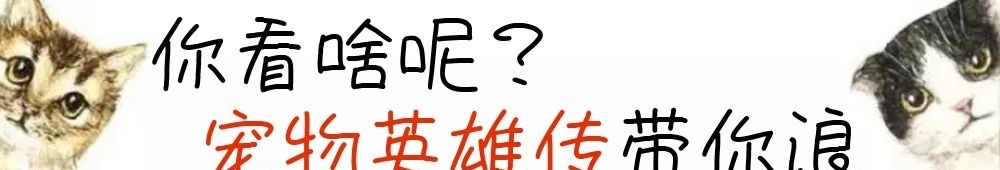 儿子总是偷偷喂养独眼小猫,原来小猫为了救儿子,才失去眼睛 御匾会国际注册