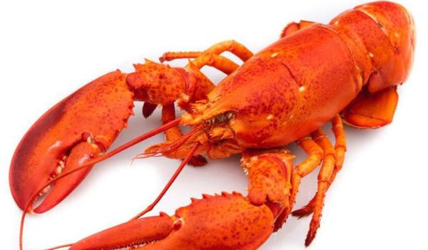 大龙虾身上哪些部位不能吃?_360问答