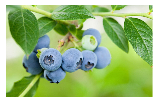 盆栽蓝莓的种植和养护方法