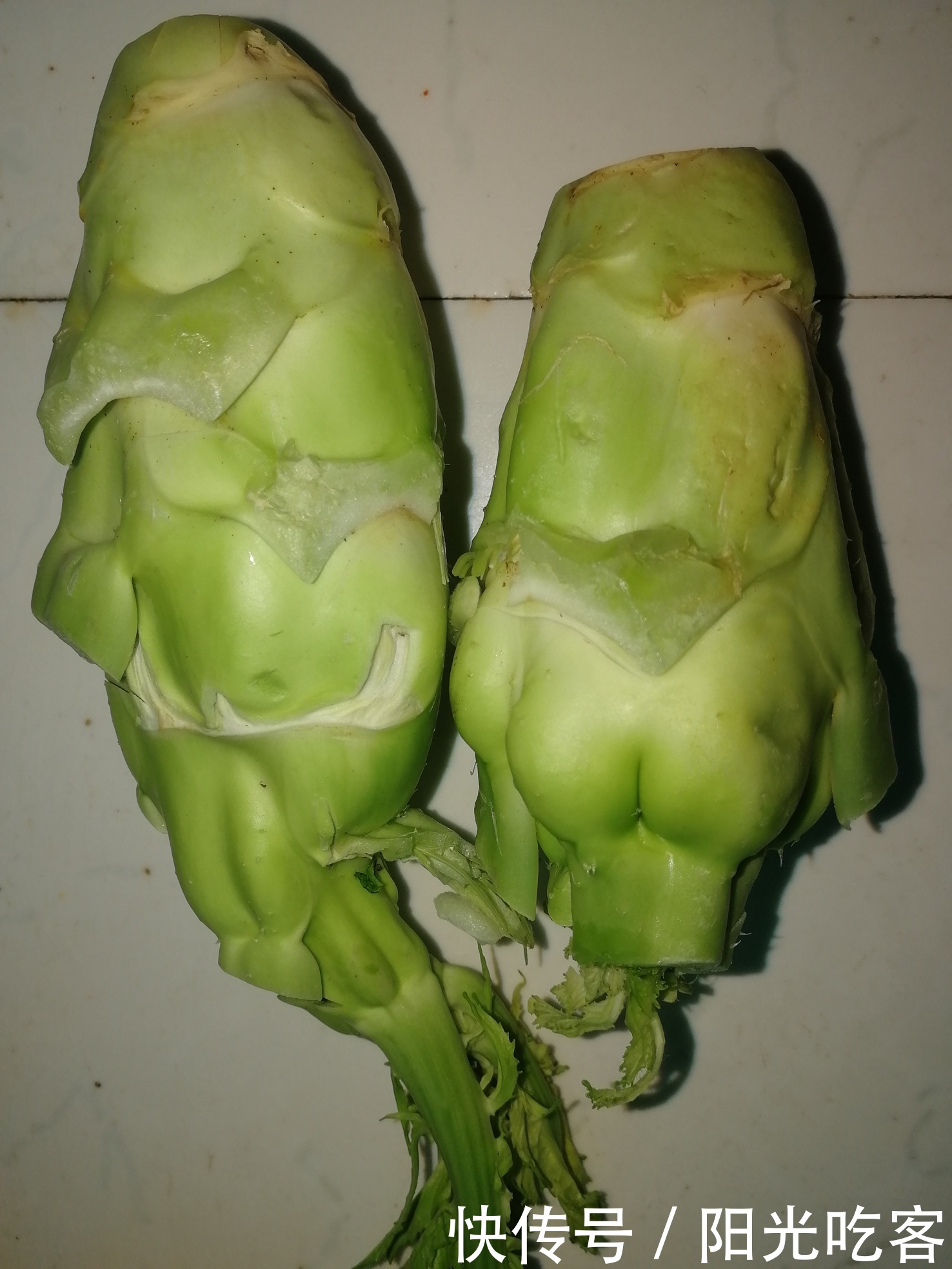 长蒴黄麻-中国蔬菜作物-图片