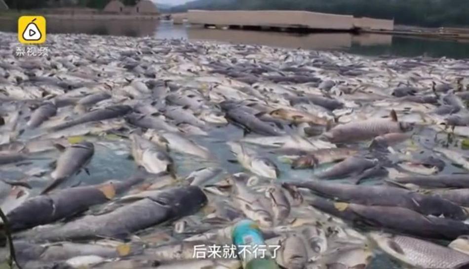 山东枣庄:6万斤鱼缺氧死亡 养鱼场损失超过40万元