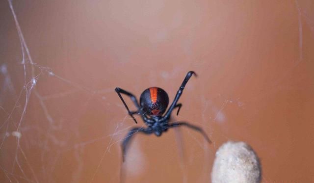 红背蜘蛛有多可怕?极致生存法则的体现:雌吃雄
