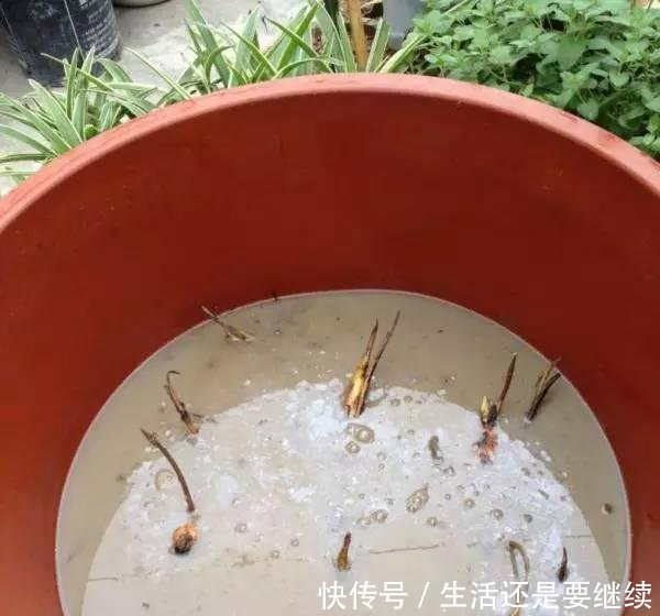 大妈用水桶种莲藕,没想到藕多得把桶都撑破了