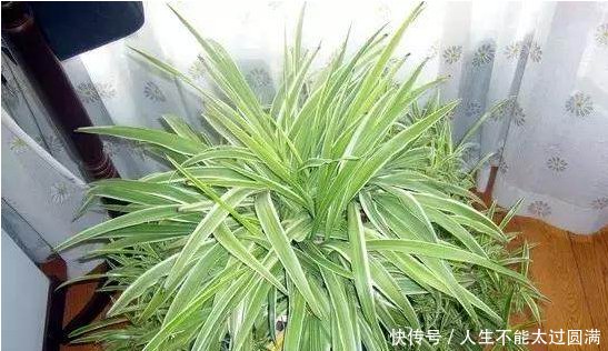 艾草挂到大门上的挂法 t01a5e55026c062bb3e.jpg