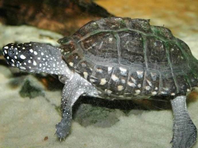 斑点池龟(黑池龟)