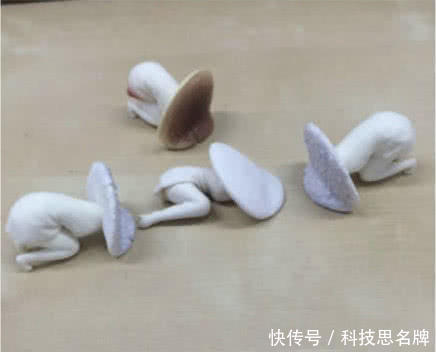 日本公司推出痛经蘑菇,完美诠释女性痛经之苦