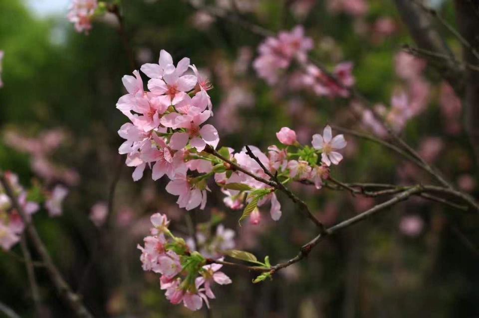 珠海湿地公园的动植物,一到春天就生机勃发