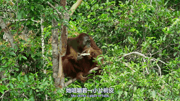 猩猩们这么聪明,我们的间谍大猩猩也不甘示弱,开森地舔起了泡沫