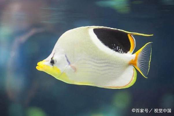 長(zhǎng)春市魚(yú)缸水族箱廠家聯(lián)系電話(huà)（長(zhǎng)春市魚(yú)缸水族箱廠家聯(lián)系電話(huà)號(hào)碼）