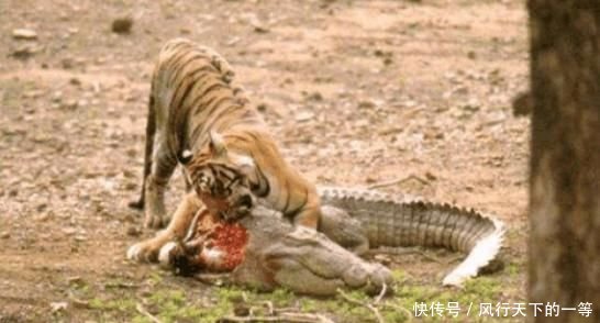 老虎正在吃着食物,鳄鱼上来抢食,老虎:正好一块