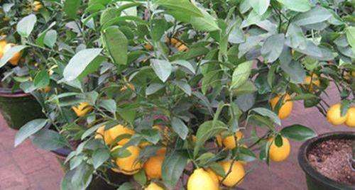 这种水果,适合泡水喝,养1盆在家,1年结出大果