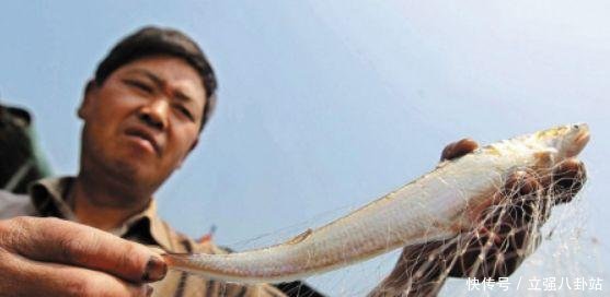 长江上的老渔民 这鱼以后没得吃了, 8000一斤却