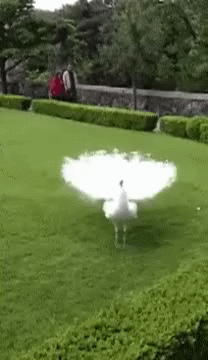 搞笑gif图:好美的孔雀