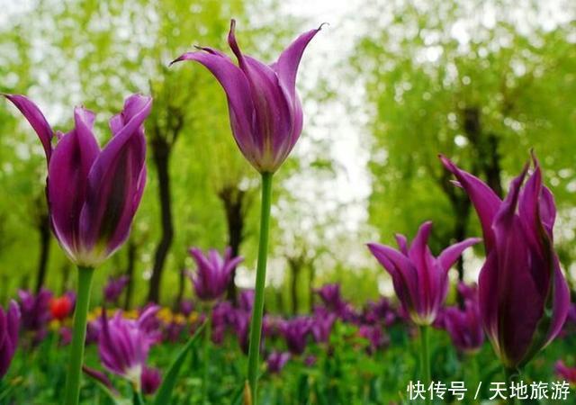 花卉摄影:醉人郁金香