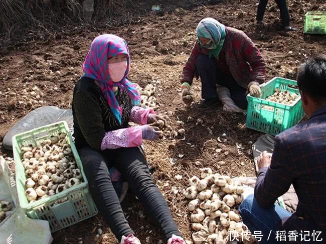 农民不种大蒜改种这种野货，市场价每斤百元，亩赚一万多