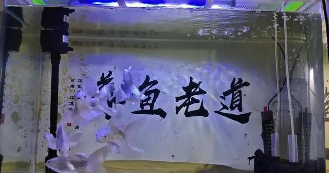 龍魚(yú)可以用冷水養(yǎng)嗎（龍魚(yú)可以用冷水養(yǎng)嗎?）