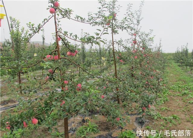 苹果树栽培技术|现代苹果园“三节”栽培技术研究