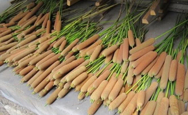 农村长有一宝,长得像带毛的“热狗”,一斤能卖好几块