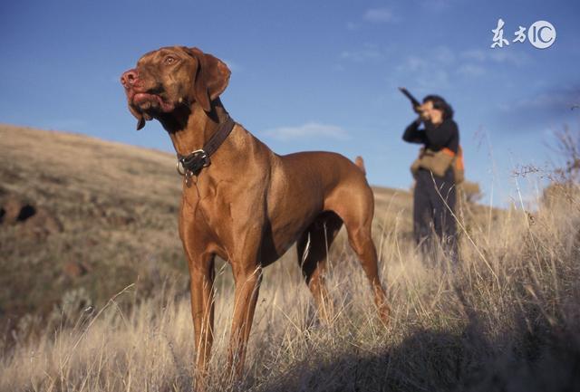 梦见小狗追逐与坠落,解读梦境中的情感与象征 梦见小狗追逐与坠落,解读梦境中的情感与象征