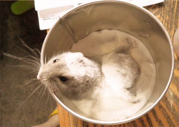 如何给仓鼠洗澡_360问答