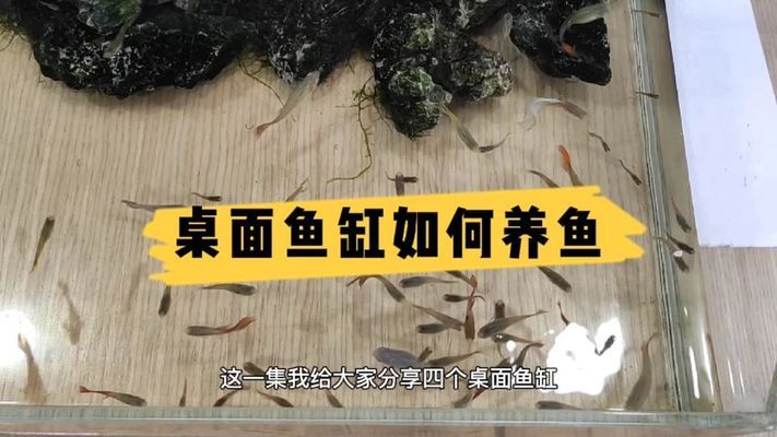 龍魚(yú)怎樣發(fā)色好看（龍魚(yú)怎樣發(fā)色好看視頻）