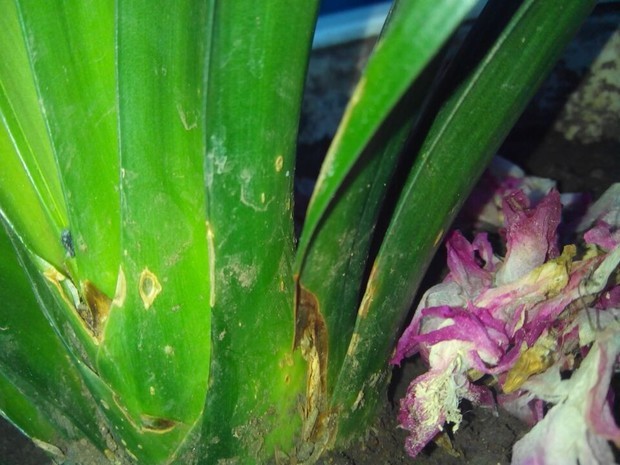 我家君子兰两盆前些日子刚换了盆一直都这样怎