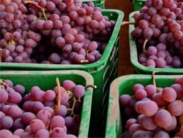 你知道吗?吃葡萄不仅可以不吐皮,而且,葡萄皮
