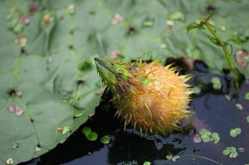 简介 水八仙是苏南地区的传统食物,包括茭白,莲藕,水芹,芡实(鸡头果)