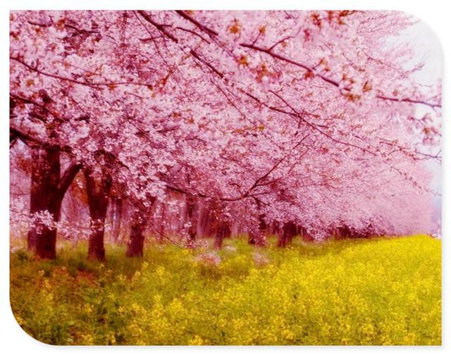 读书不觉已春深,一寸光阴一寸金,多读点书吧