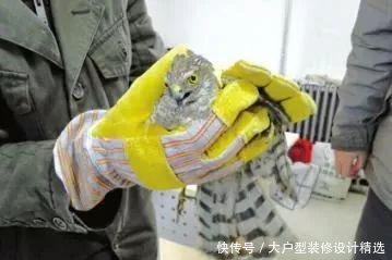 这位网友火得很特别!水煮保护二级动物还拍抖