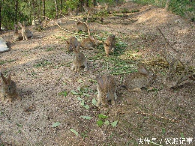 农村小伙养殖体重3-5斤的它，年产值几十万元