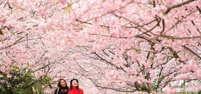 重庆樱花盛开尽显浪漫